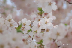 花_May2025