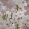 花_May2025