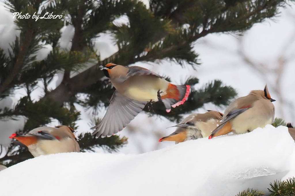 野鳥_Feb2024