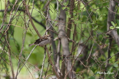 野鳥_May8,21'