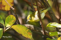 野鳥_Oct16,23'