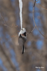 野鳥_Mar2024