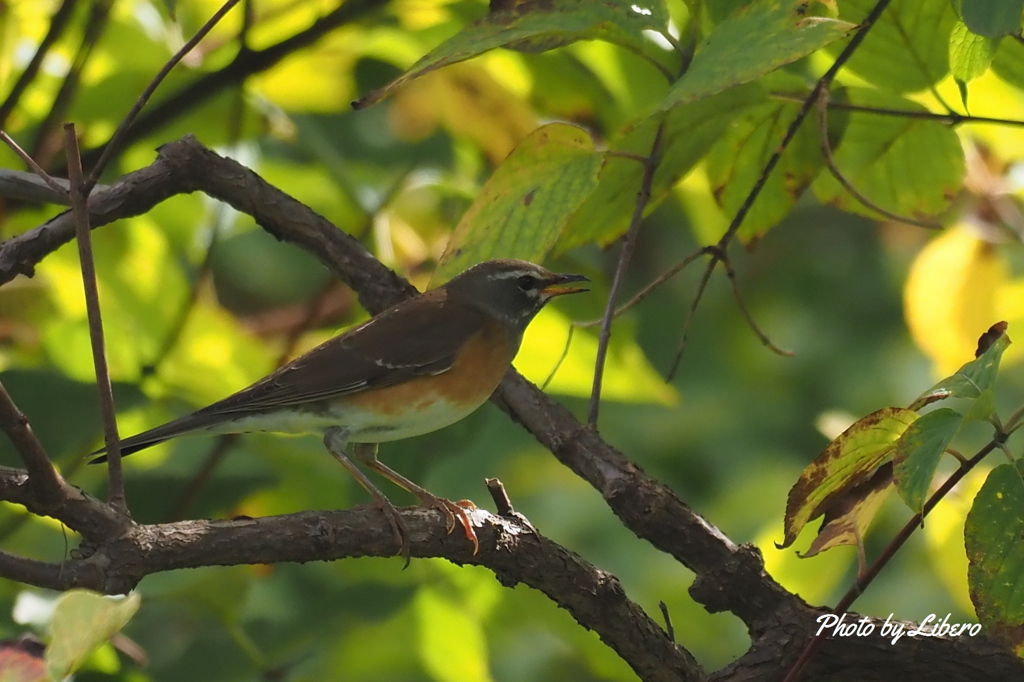 野鳥_Oct14,23'