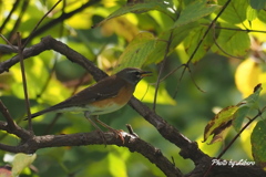 野鳥_Oct14,23'