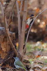 野鳥_Nov21,23'