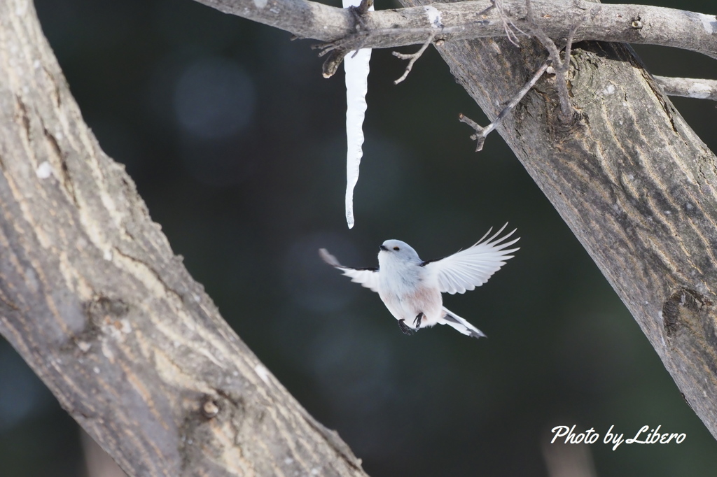 野鳥_Feb2024