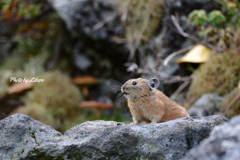 野生動物_Sep6,15'