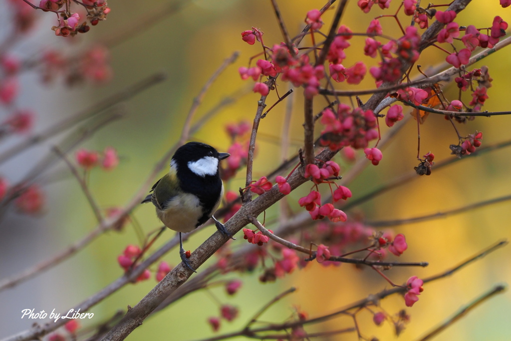 野鳥_Oct30,23'