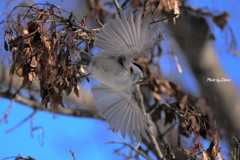 野鳥_Jan2025