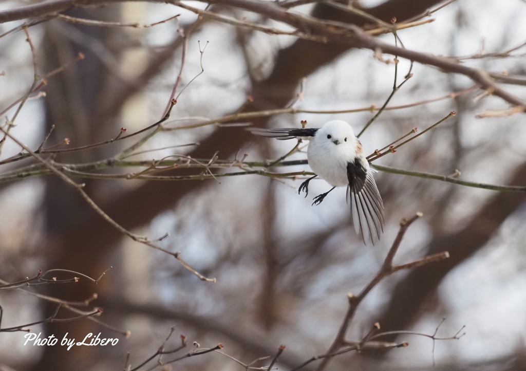 野鳥_Dec8,23'