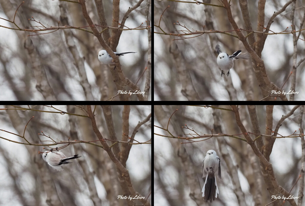 野鳥_Dec8,23'