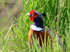 野鳥_May15,16’