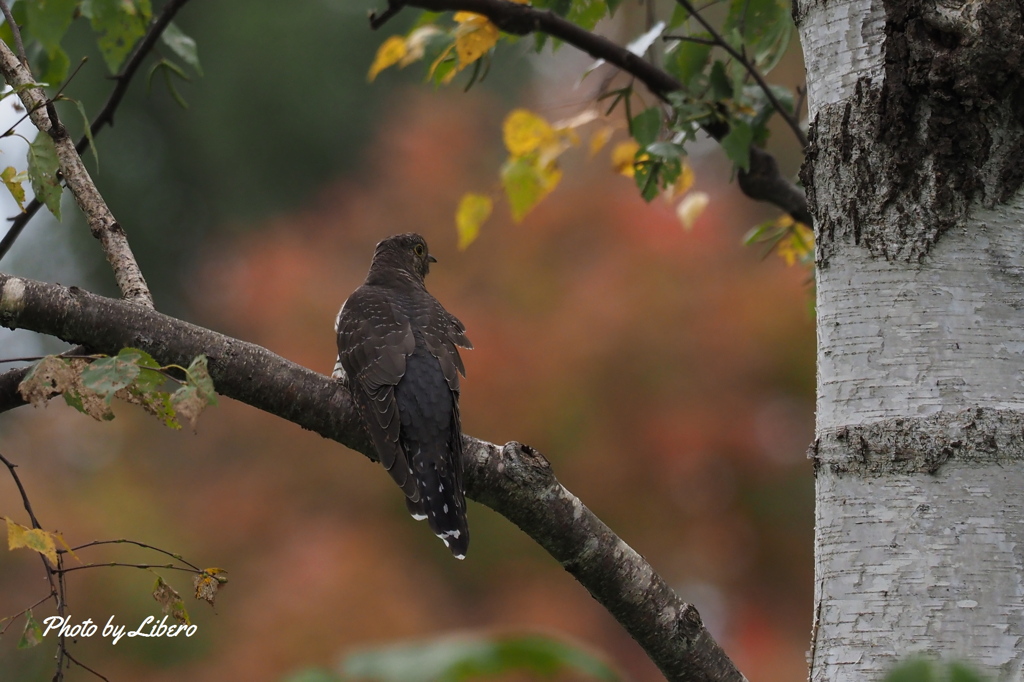 野鳥_Oct16,23'