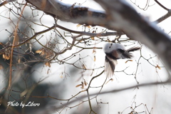 野鳥_Nov30,23'