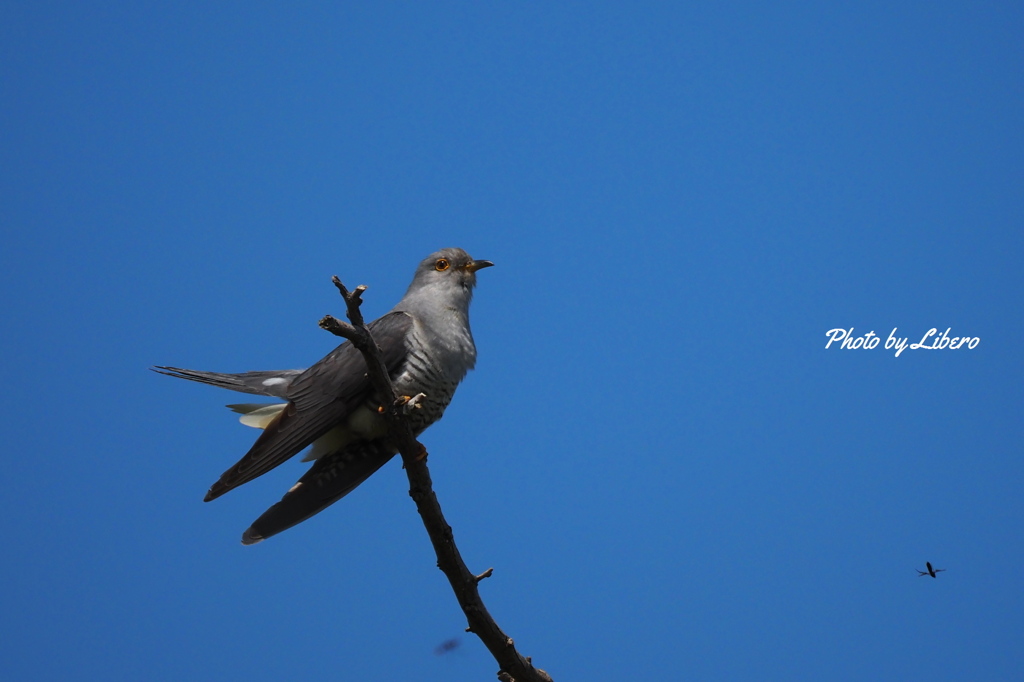 野鳥_May2024