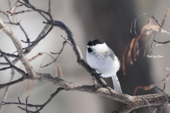 野鳥_Jan2025