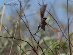 野鳥_Jun27,23'