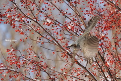 野鳥_Dec2024