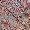 野鳥_Dec2024