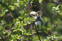 野鳥_May2024