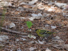 野鳥_May7,21’