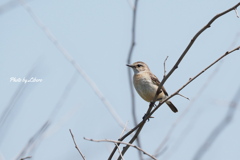 野鳥_May2024