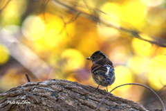 野鳥_Oct30,23'