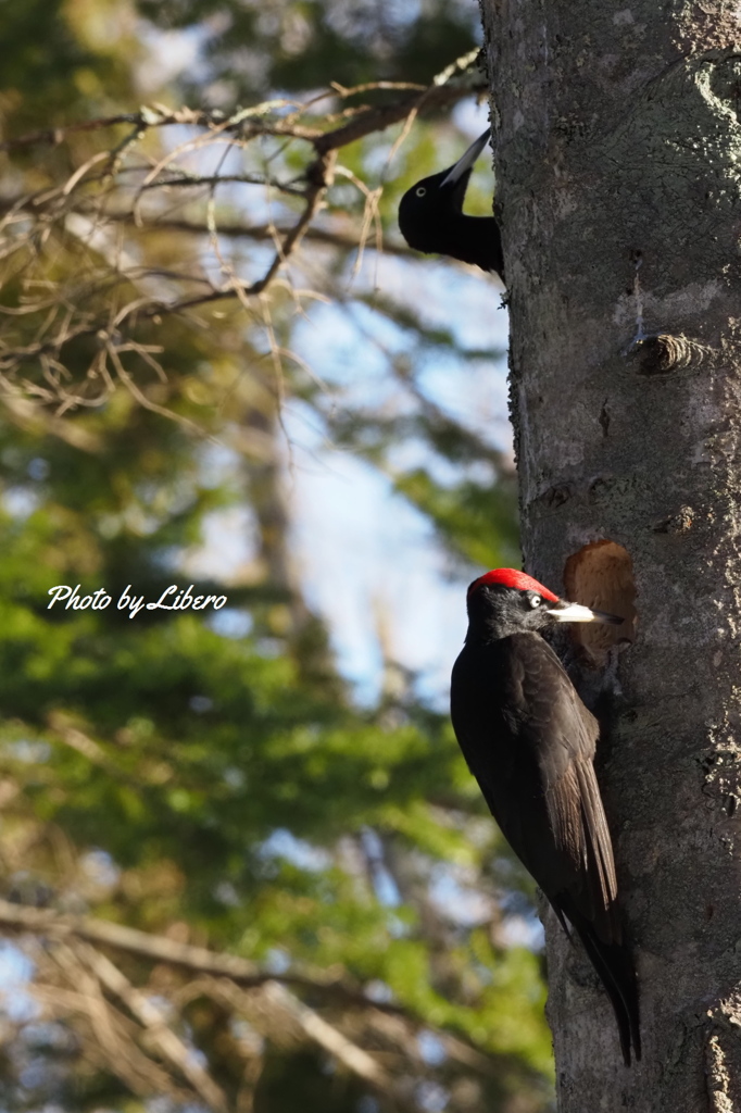 野鳥_Feb12,21'