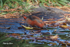 野鳥_Oct18,23'