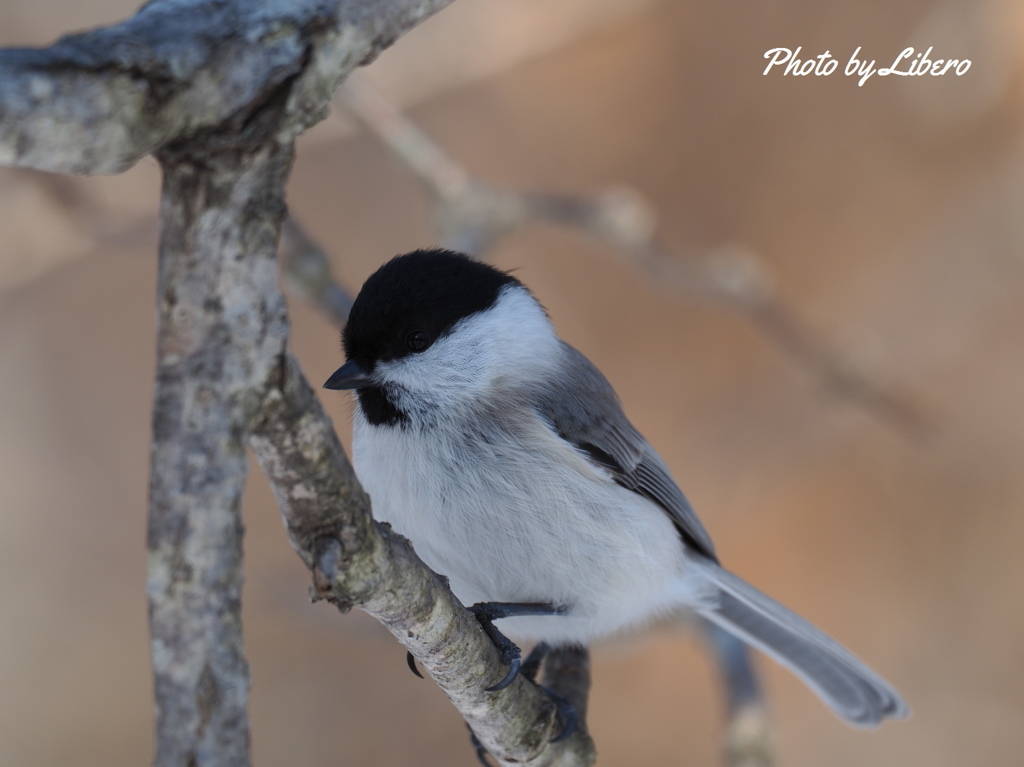 野鳥_Jan12,20'