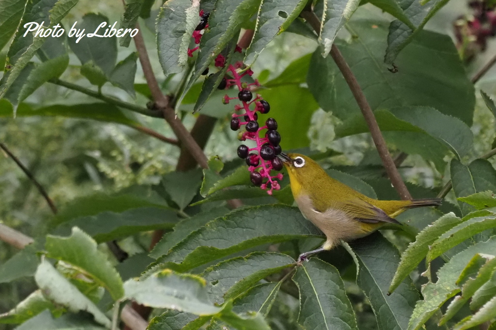 野鳥_Sep26,23’