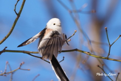 野鳥_Nov29,23'