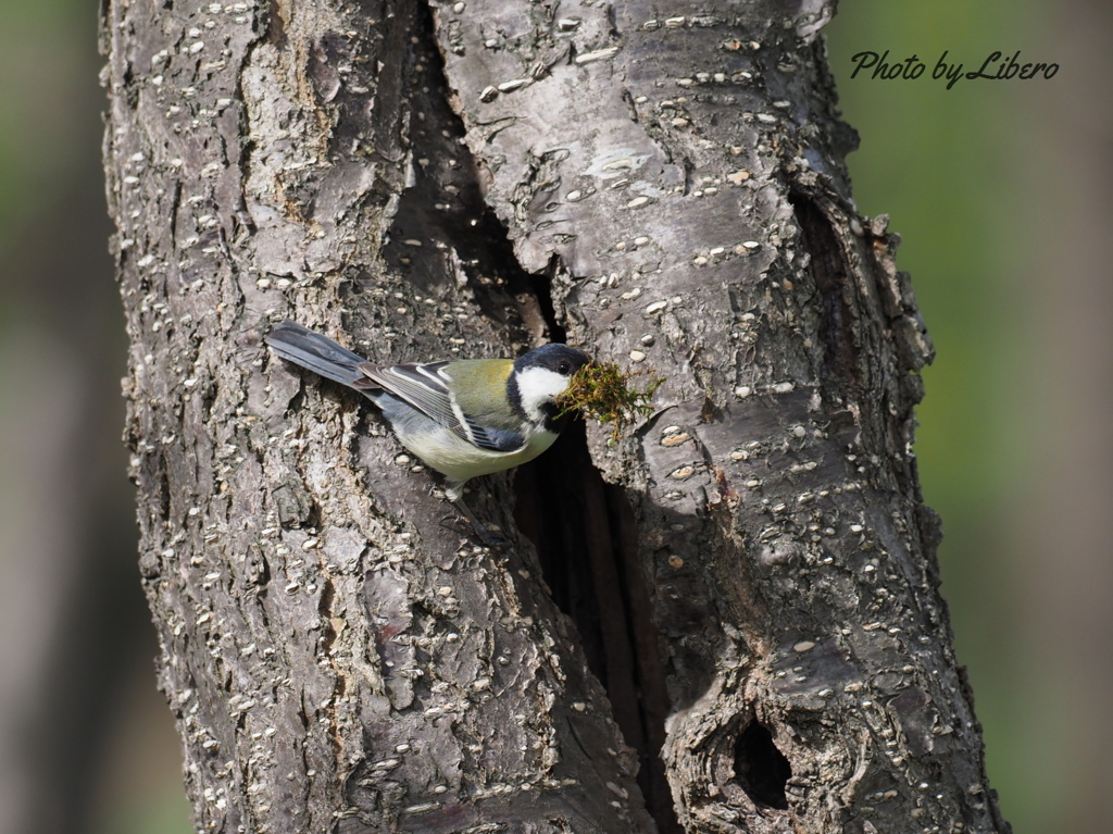 野鳥_May7,21’