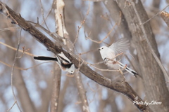 野鳥_Mar2024