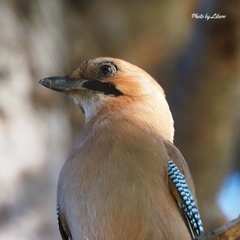 野鳥_Oct18,23'