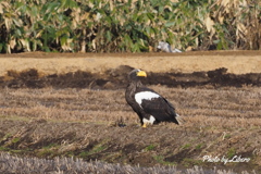 野鳥_Mar29,20'