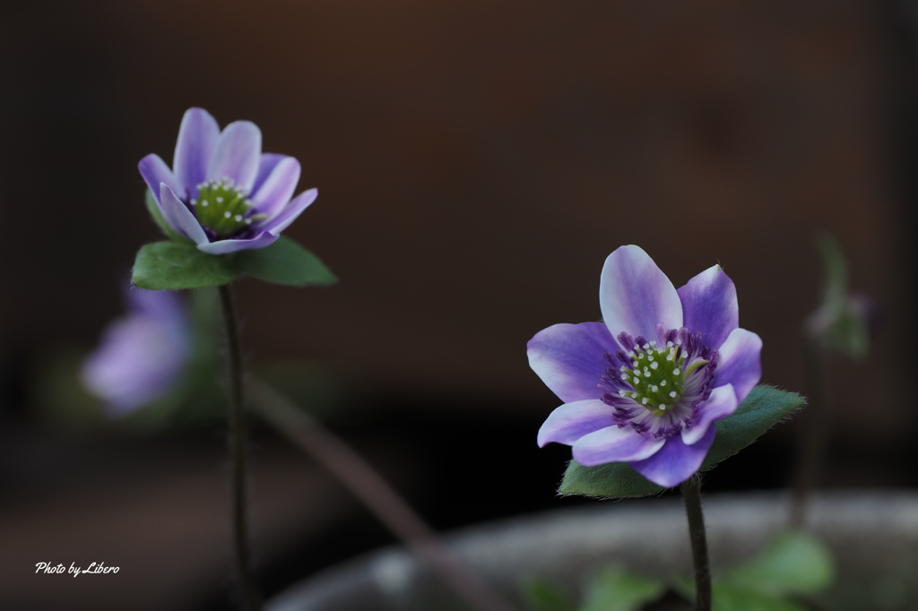 花_Feb2025