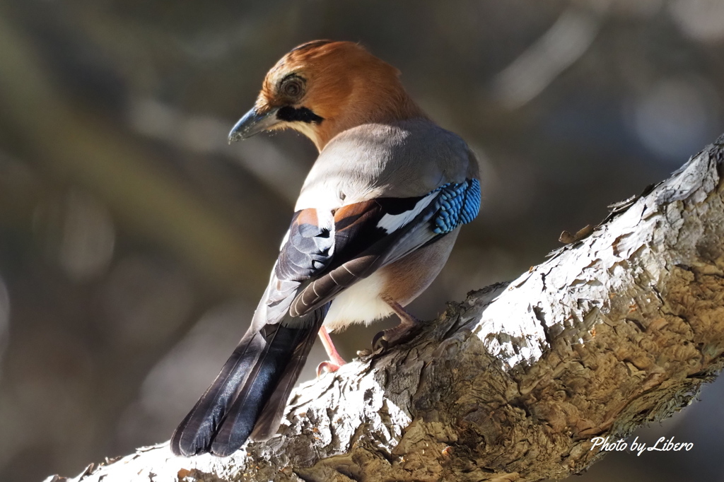 野鳥_Oct18,23'