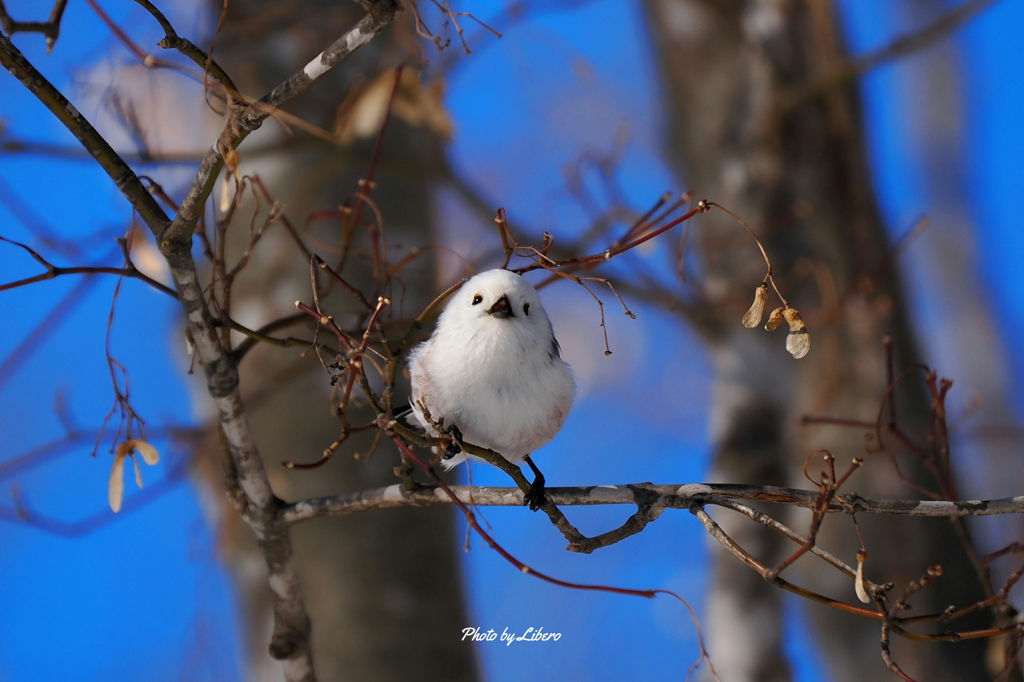 野鳥_Jan2025