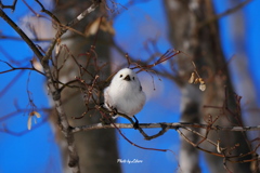野鳥_Jan2025