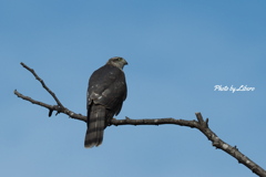 野鳥_Jul2024