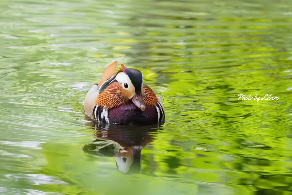 野鳥_Jun2024