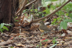 野鳥_May2024