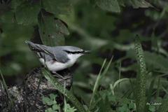 野鳥_Sep2025