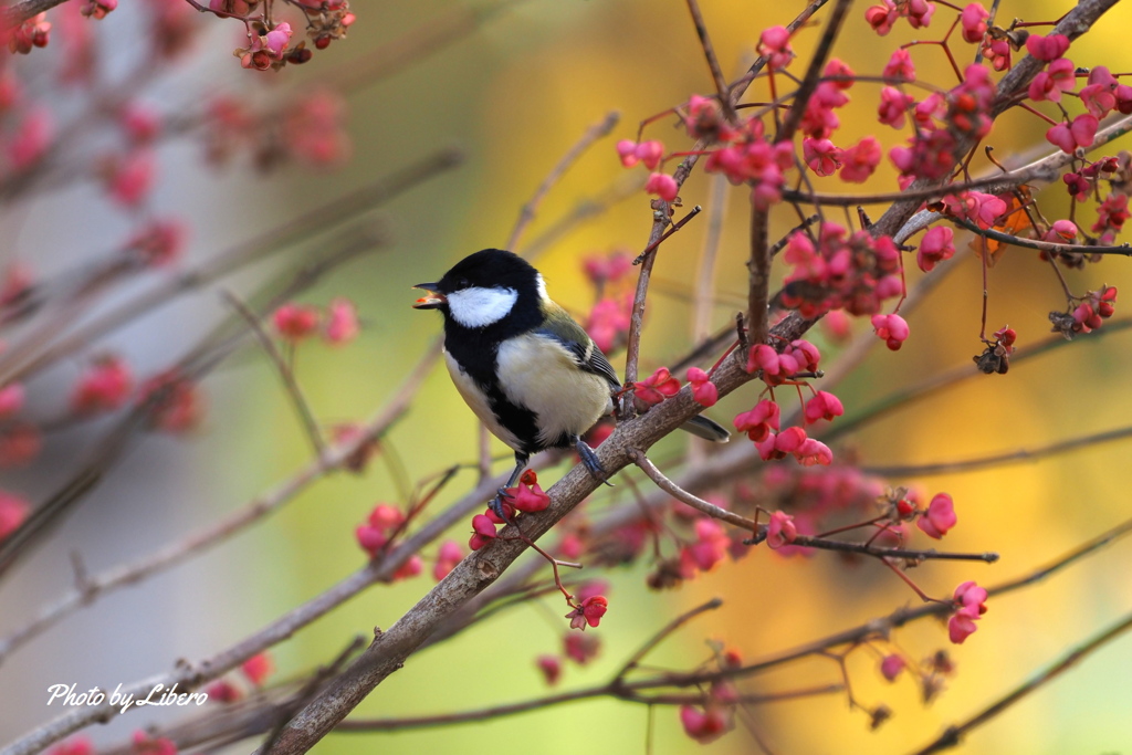 野鳥_Oct30,23'