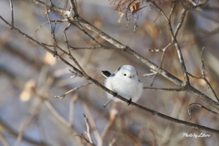 野鳥_Dec2024