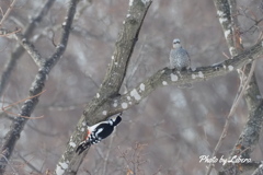 野鳥_Feb2024