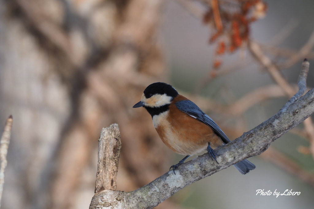 野鳥_Jan12,20'