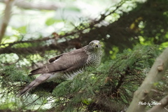 野鳥_Jul2024