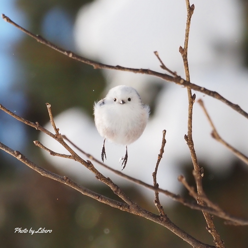 野鳥_Jan10,24'